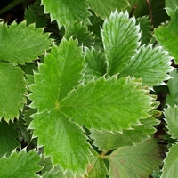 Potentilla atrosanguinea 
